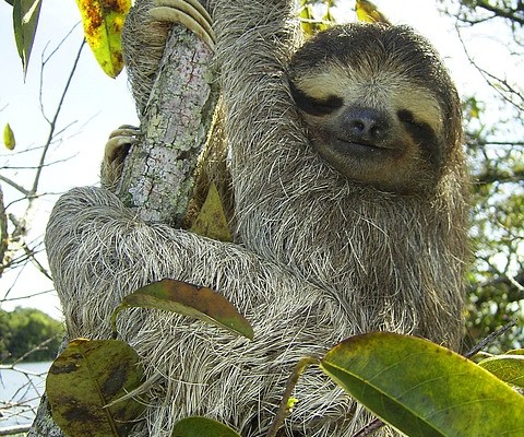 pygmy-sloth-sloth-bradypus-pygmaeus-three-toed-sloth